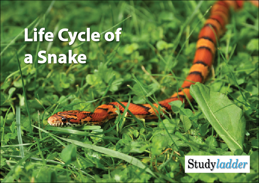Rattlesnake Life Cycle Stages
